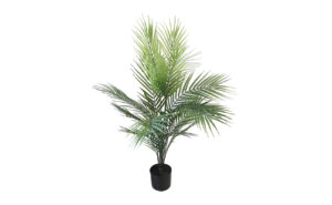 Palm Tree In Pot